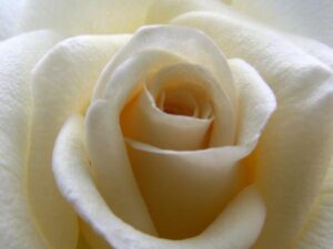 purity